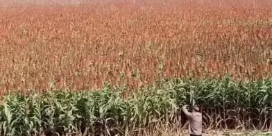 1987年，张艺谋为了拍摄《红高粱》花了4万块雇村民种了100亩的高粱，还承诺高