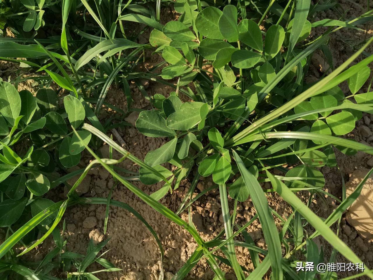 花生除草,打什么除草剂效果好?花生植株矮小，十分有利于杂草的生长，花生田杂草种类