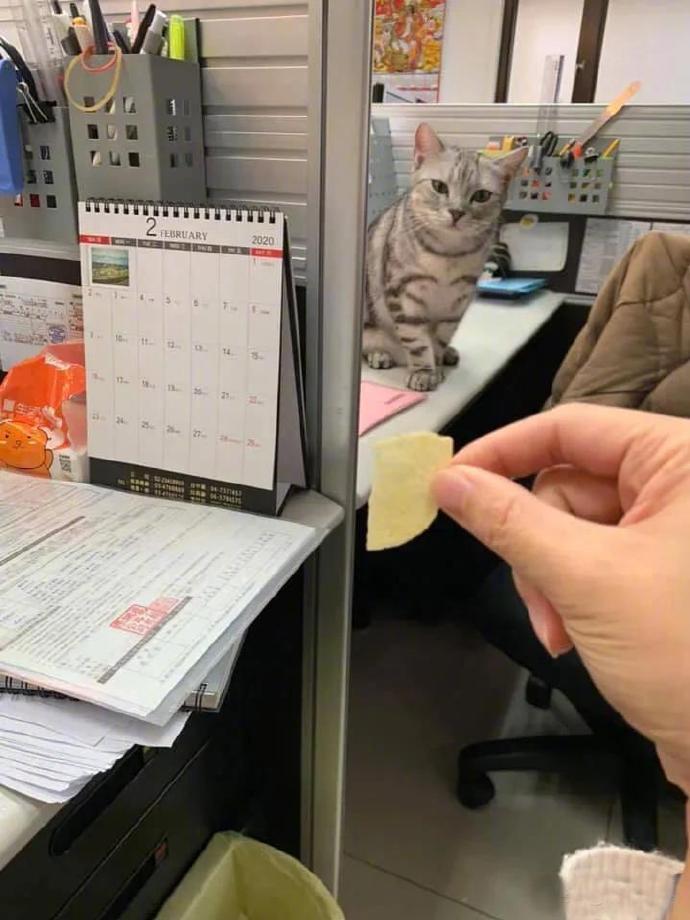 从你拿起薯片那一刻开始，猫就已经出现在你眼前了[笑哭][笑哭]惊不惊喜！！偷吃那