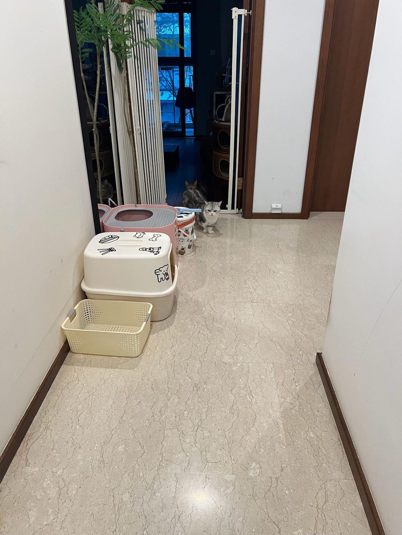 好好笑，这个猫给自己找了个移动掩体，以为这样我就看不到它了[大笑]