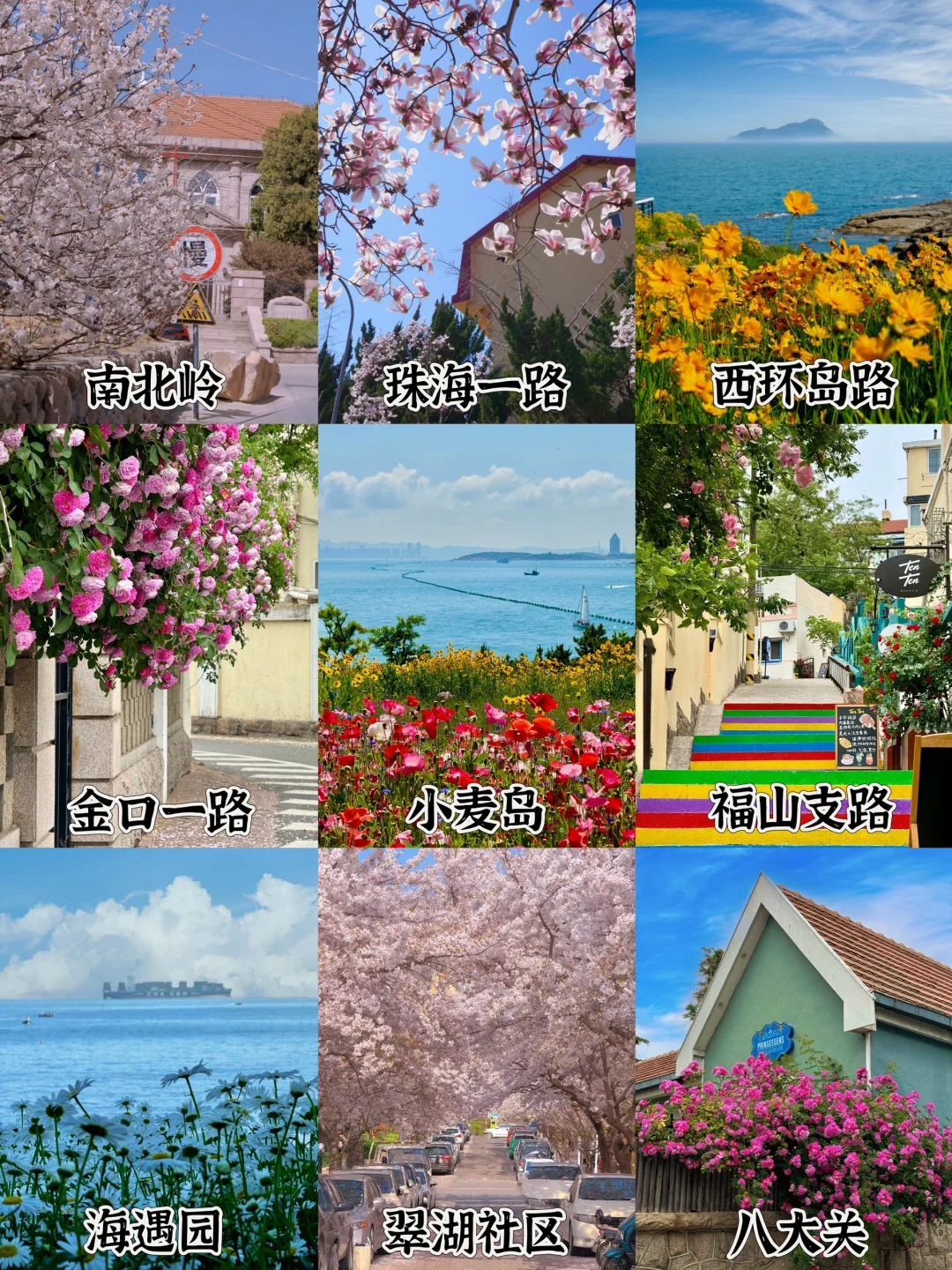 已经开始期待青岛盛大的春天🌸附花期和机位