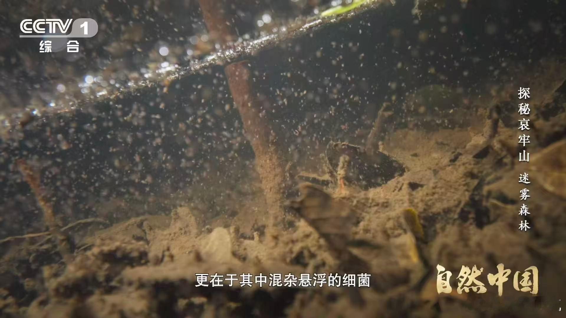 武侠小说的瘴气竟真实存在瘴气成分被测出来了 哀牢山深处落叶堆了几层厚，雨水一泡就