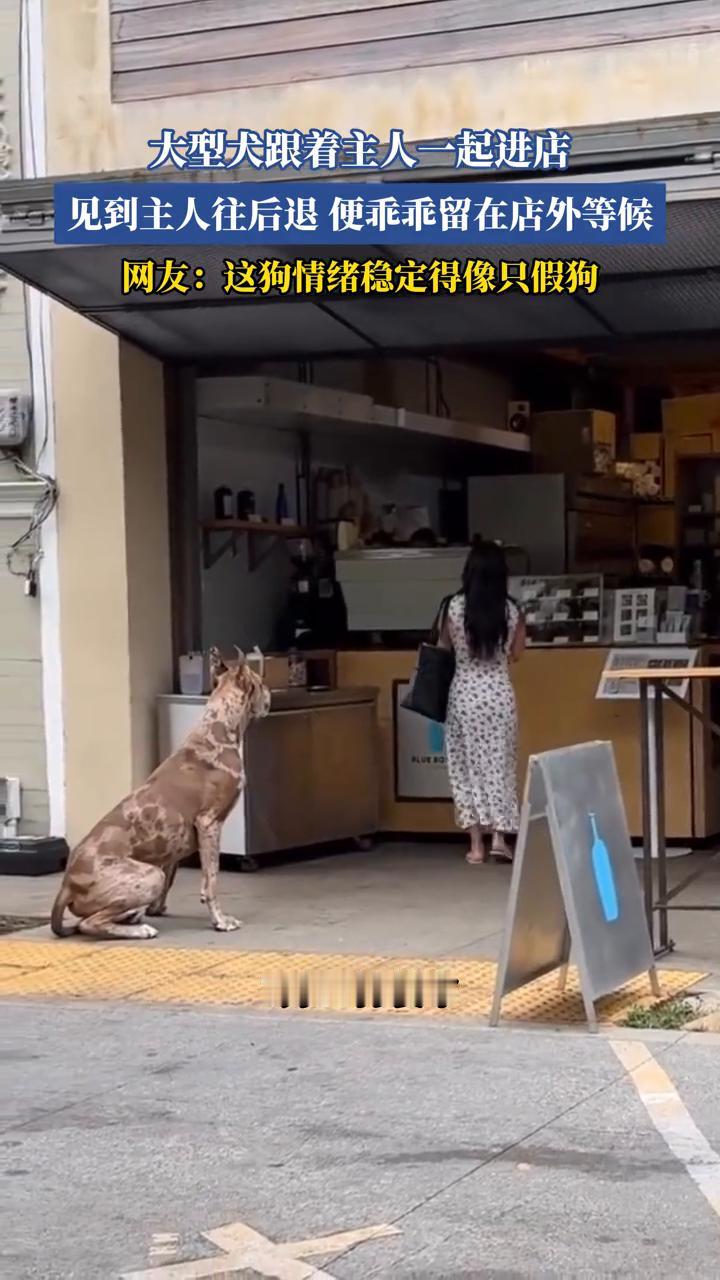 大型犬跟着主人一起进店，见到主人往后退便乖乖留在店外等候。网友：这狗情绪稳定得像