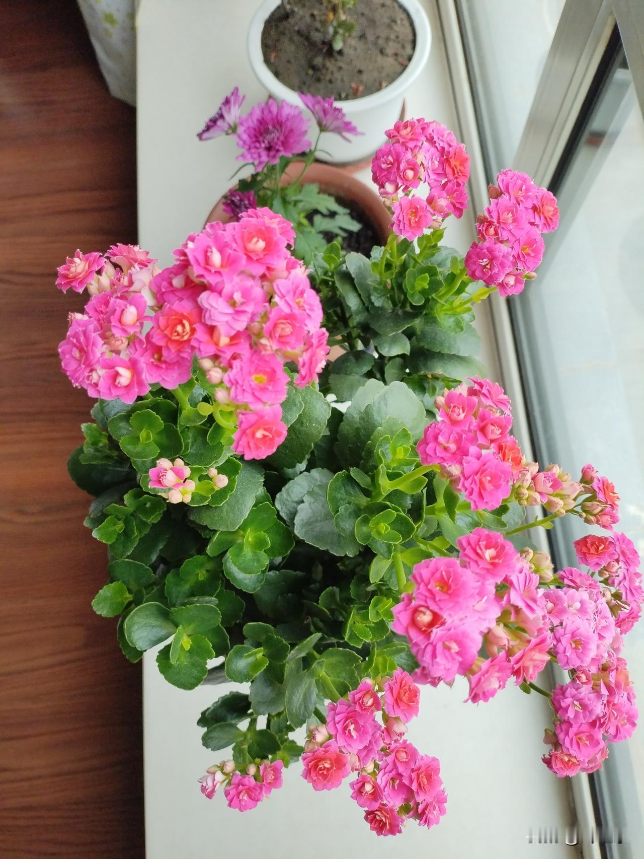 你身边有长寿且生活能自理的老人吗？我有。
   我老妈就是长寿的人。今年已经90