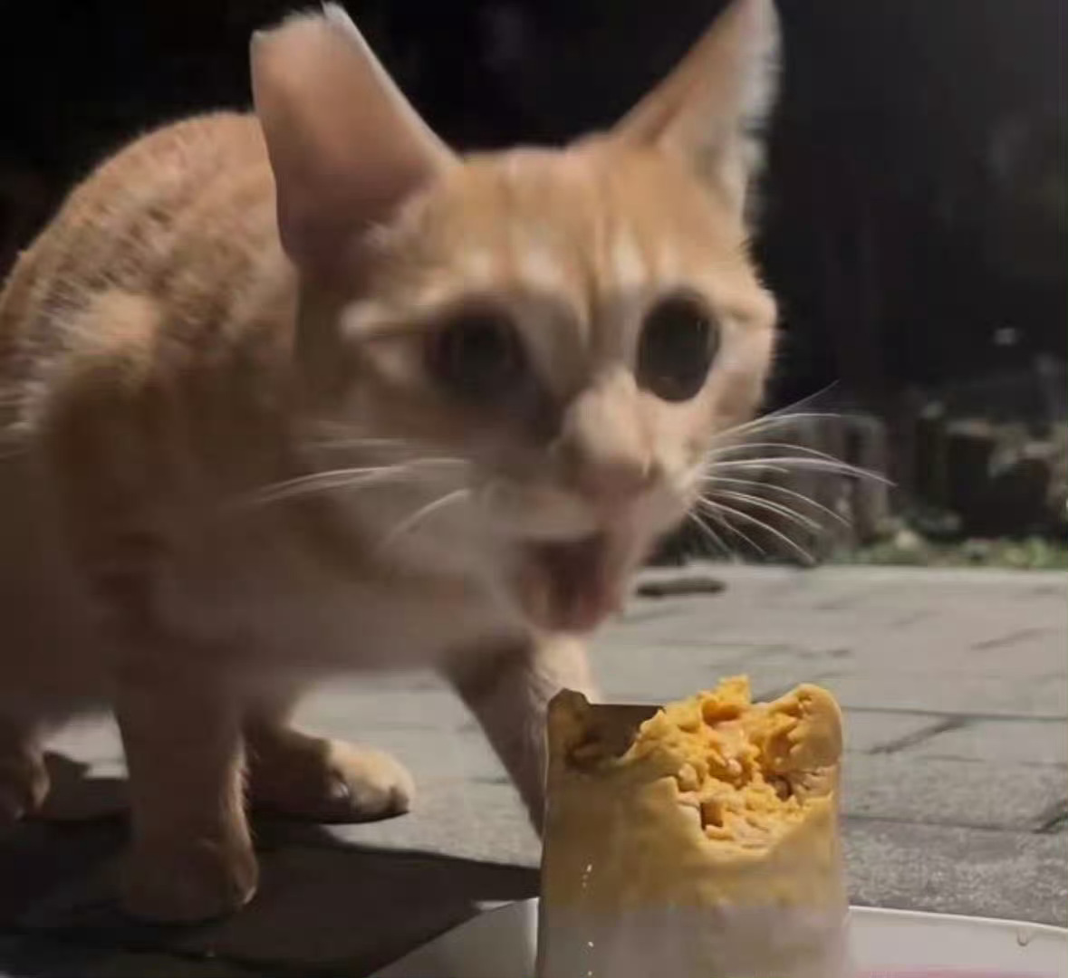 小猫发现是国宴后迅速大吃一口 咪：劲爆美味！ 
