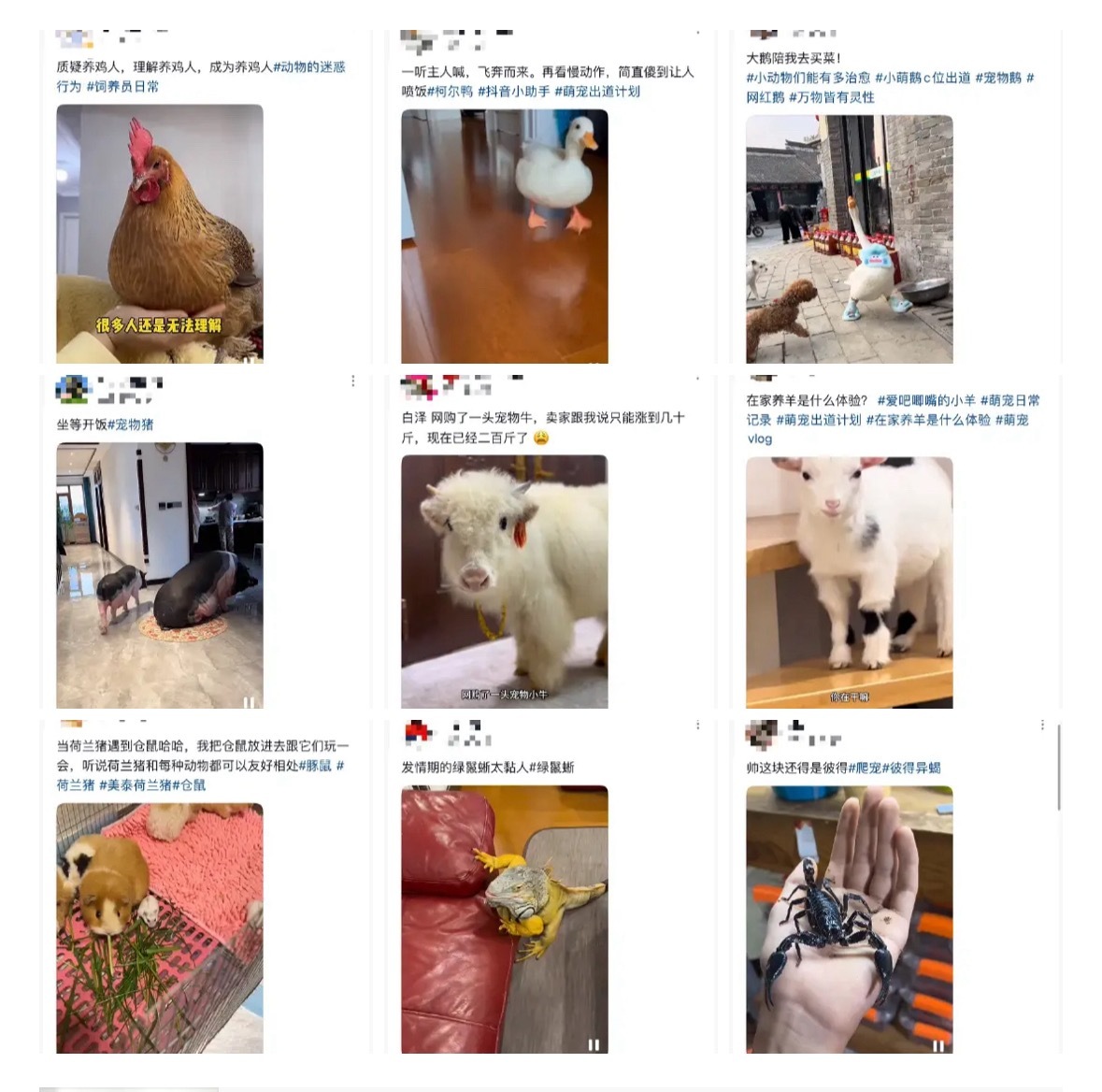 代表说宠物相关法律迟早会出台冷知识：不止猫猫狗狗是宠物，鸡鸡鸭鸭鹅鹅猪猪牛牛羊羊