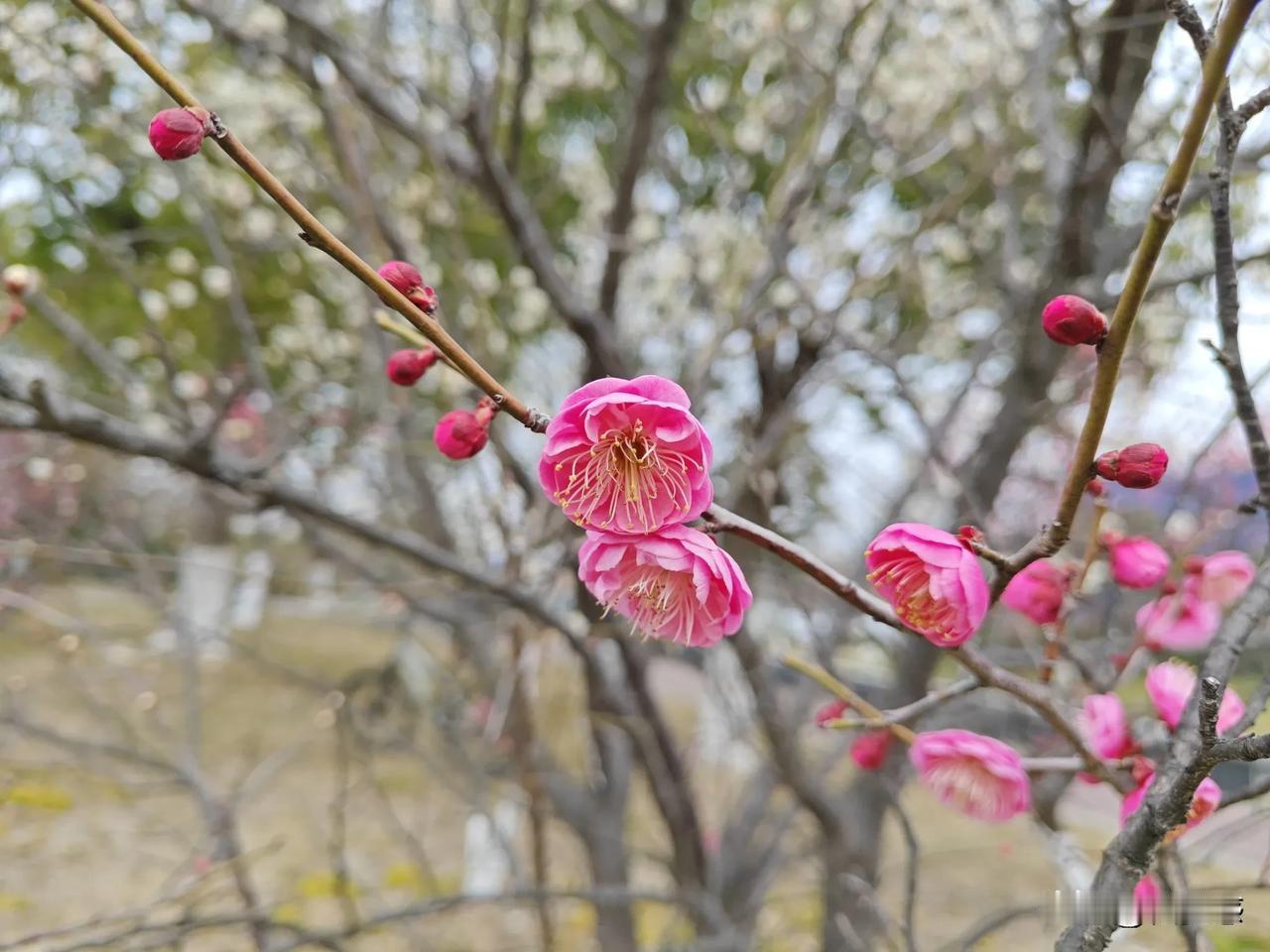 春日生活打卡季梅花