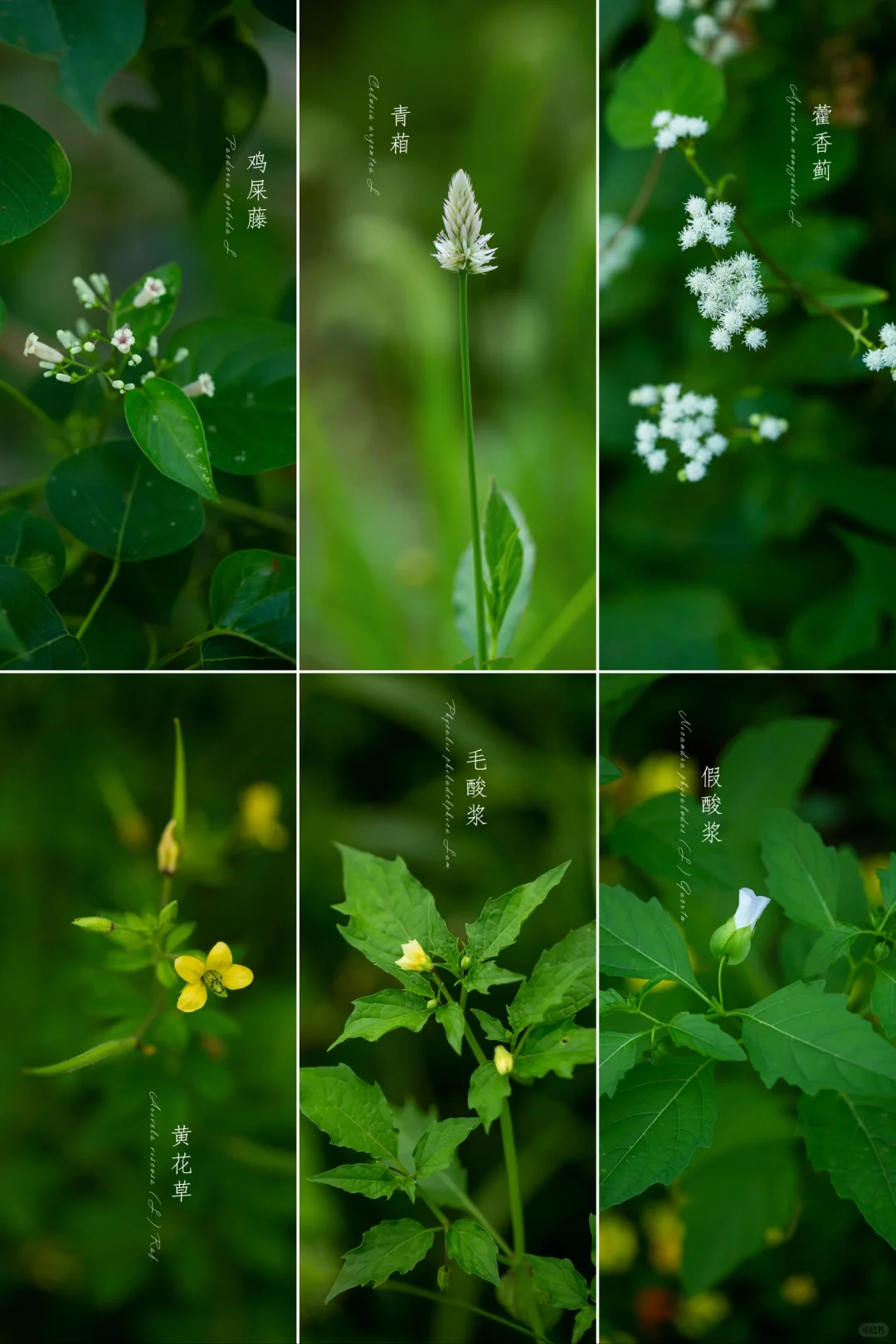 夏天的野花|带你认识夏天六种野生植物