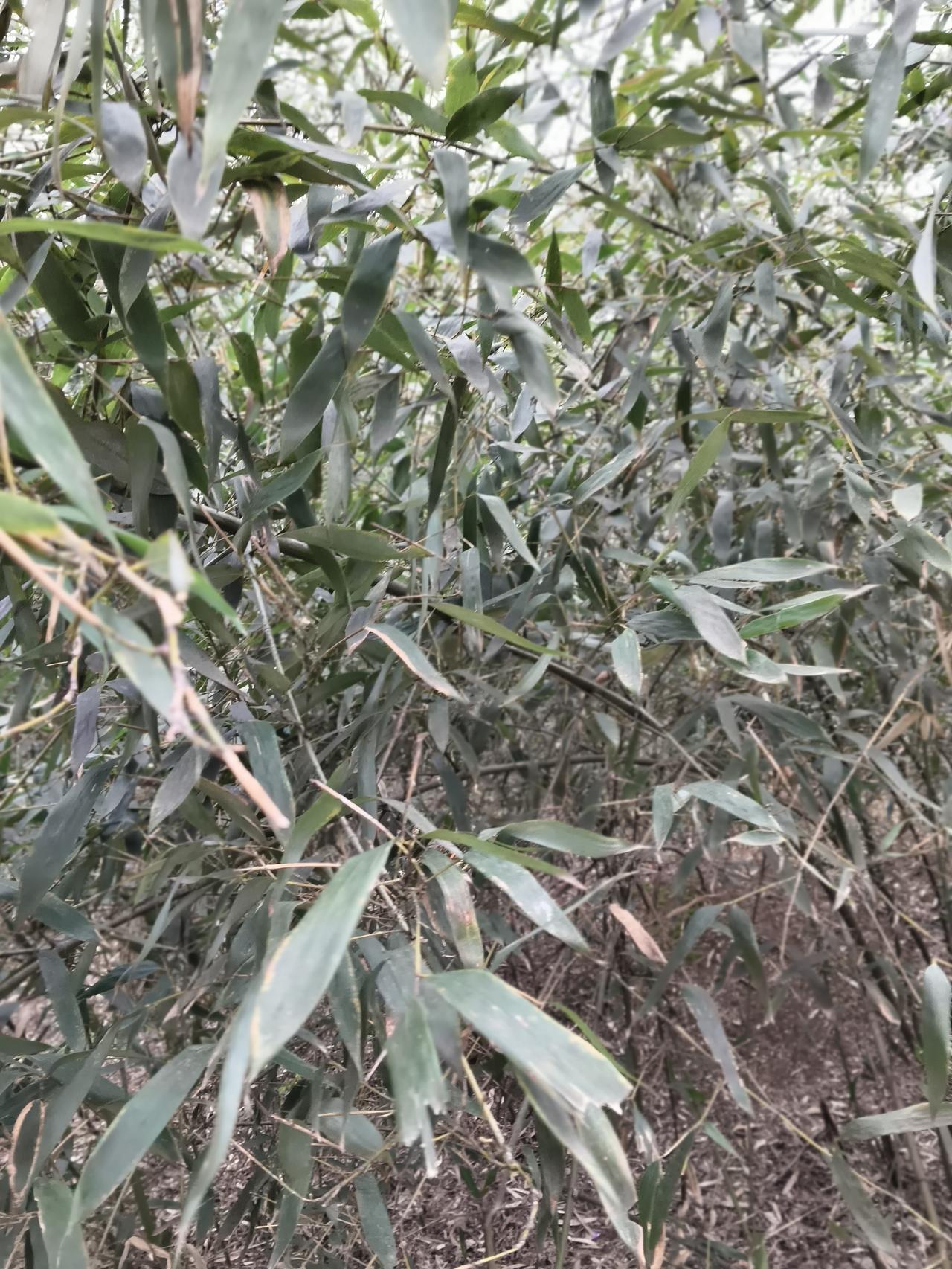 新年生活图鉴这种细弱的青竹不知道下面有没有笋。不过太密集啦，真的不好看。如果人工