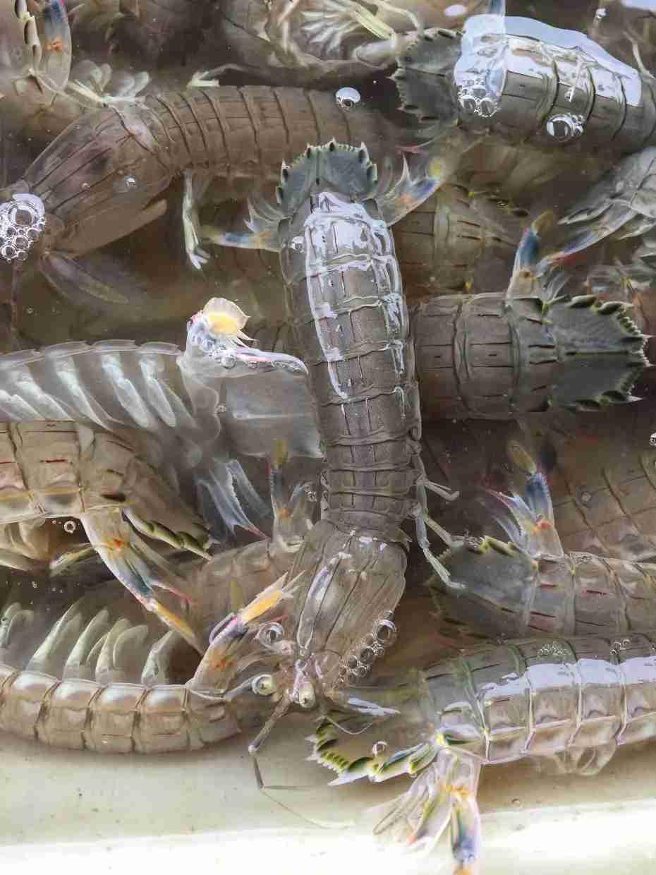 我的今日状态：💪🏻充满干劲
我这里的天气：🍂微风，渔民开始出海捕捞皮皮虾了