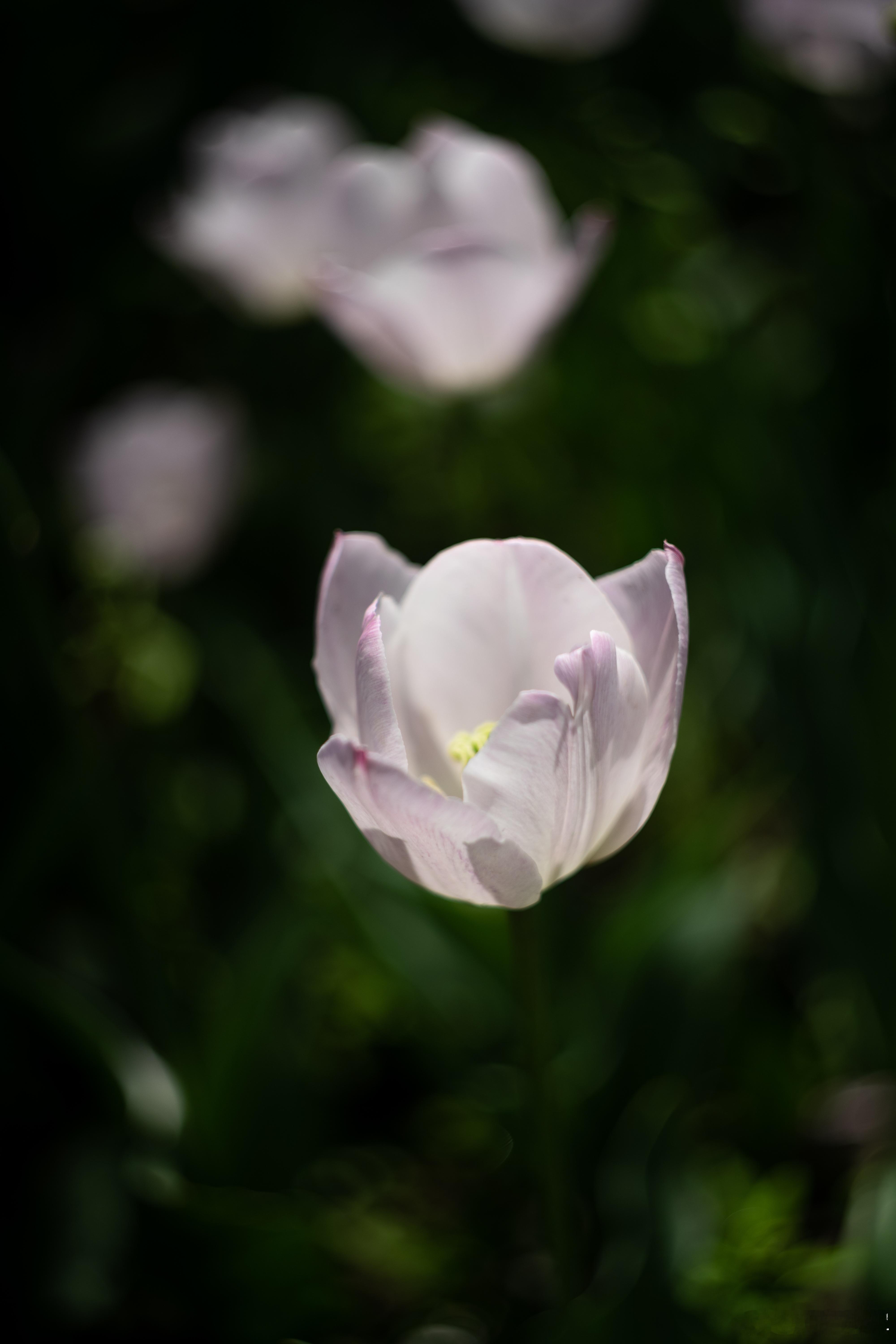 北京国家植物园的郁金香🌷摄影​​​