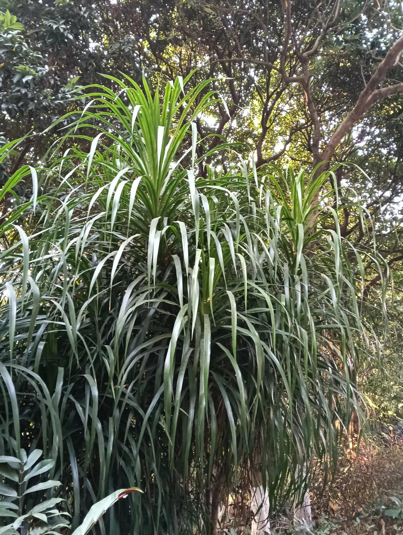 热带雨林里的绿植美景，生机盎然！奇特植物随拍 绿洲大自然的花 芭蕉植物 亚热带园