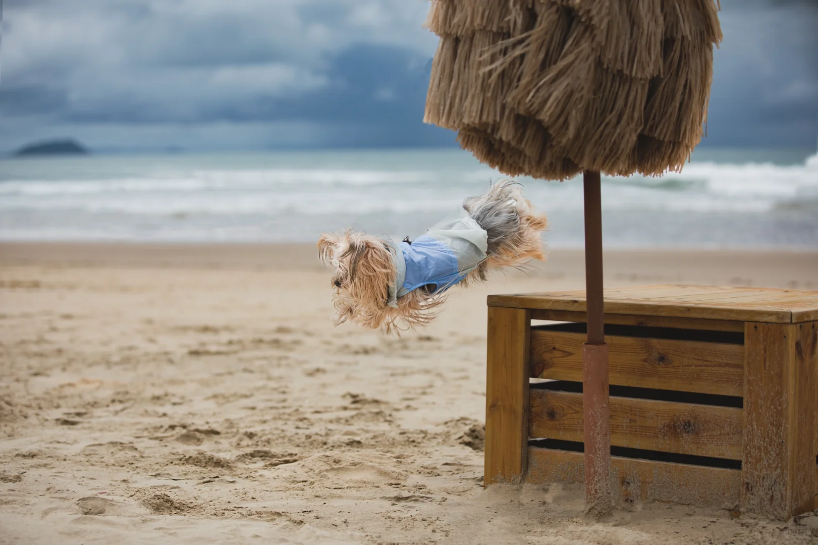 阴天的海边搭配潦草小狗