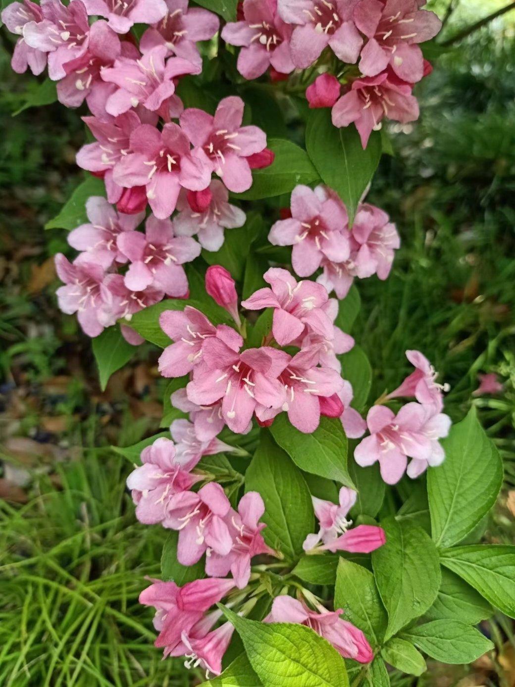 ～365植物心语～ 🌿✨📅 0️⃣7️⃣月0️⃣5️⃣日今日植物：锦带花（五