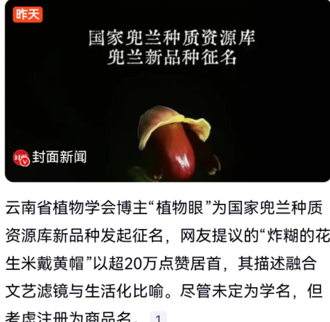 给珍稀植物起名字，你能想到什么？高雅、冷艳，还是充满学术气息？近日，云南省植物学