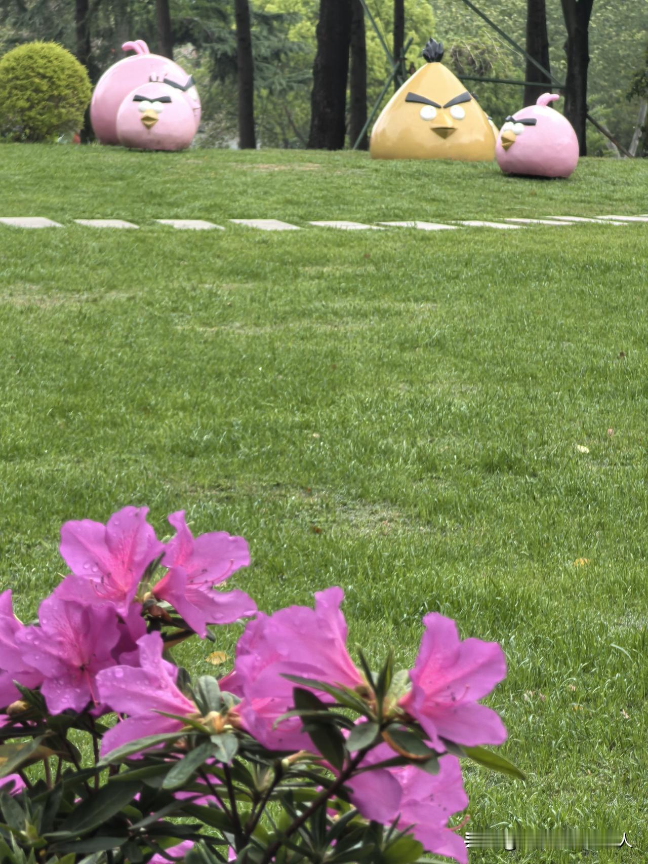 杜鹃花开，恰逢江南烟雨蒙蒙时，娇艳欲滴的杜鹃花是江南一道亮丽风景。