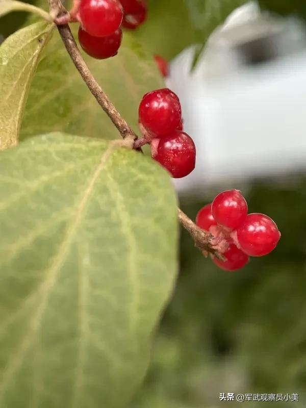 中医里胃主腐熟消化，就像家里的灶台，既要温度足够腐熟食物，又不能被“烈火”灼伤。