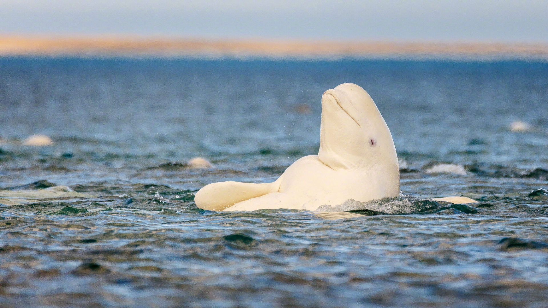 纽约一家水族馆里，一头名叫娜塔莎的白鲸反复把右耳后方的身体贴上一面双向镜。那个位