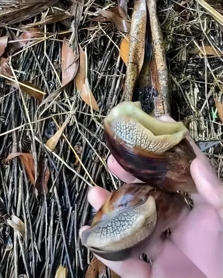 暴雨刚歇，海南俩姐妹就憋不住了——

抄起小电驴往河边冲，要捡啥？

山螺！姐妹