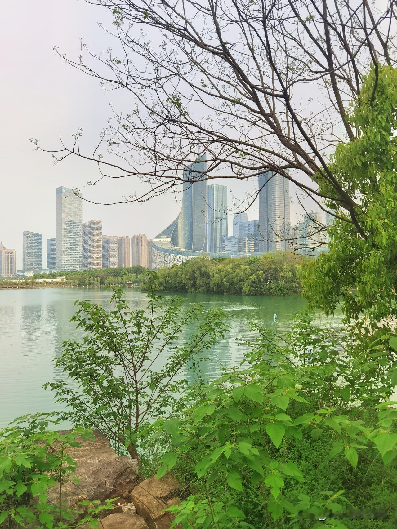 我来晒晒在枫树湾体育公园拍的树照。清晨，阳光穿过薄雾洒在树林，空气中透着凉意。站