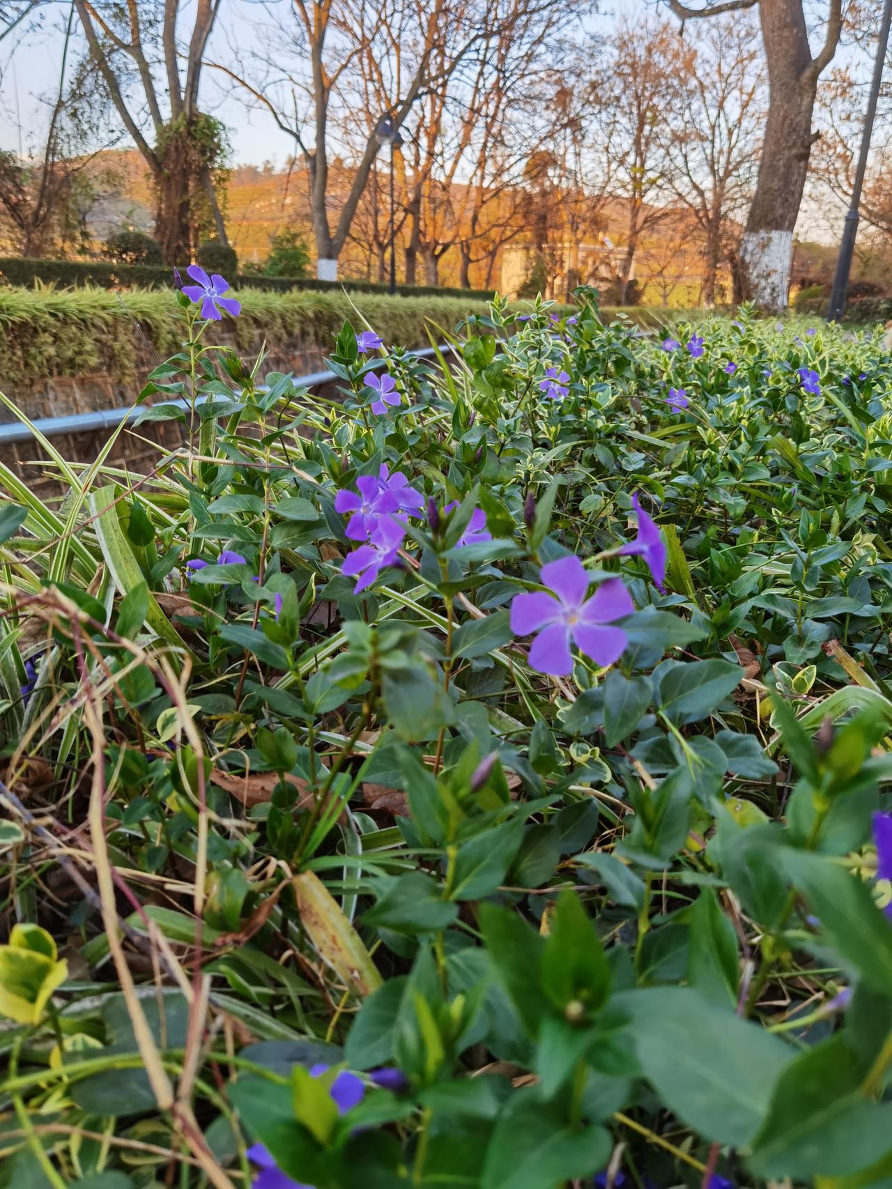在村里，年味是漫山的花，是桌上的野菜，是长辈忙碌的身影。
 
父亲忙着准备年货，