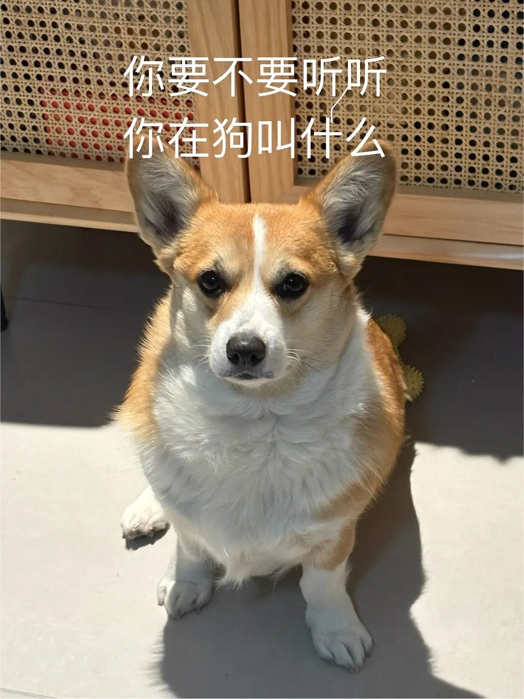 对着狗说了两次收到晚上一家人正吃着饭，收到了领导vx发来的链接，是一个案例分享，