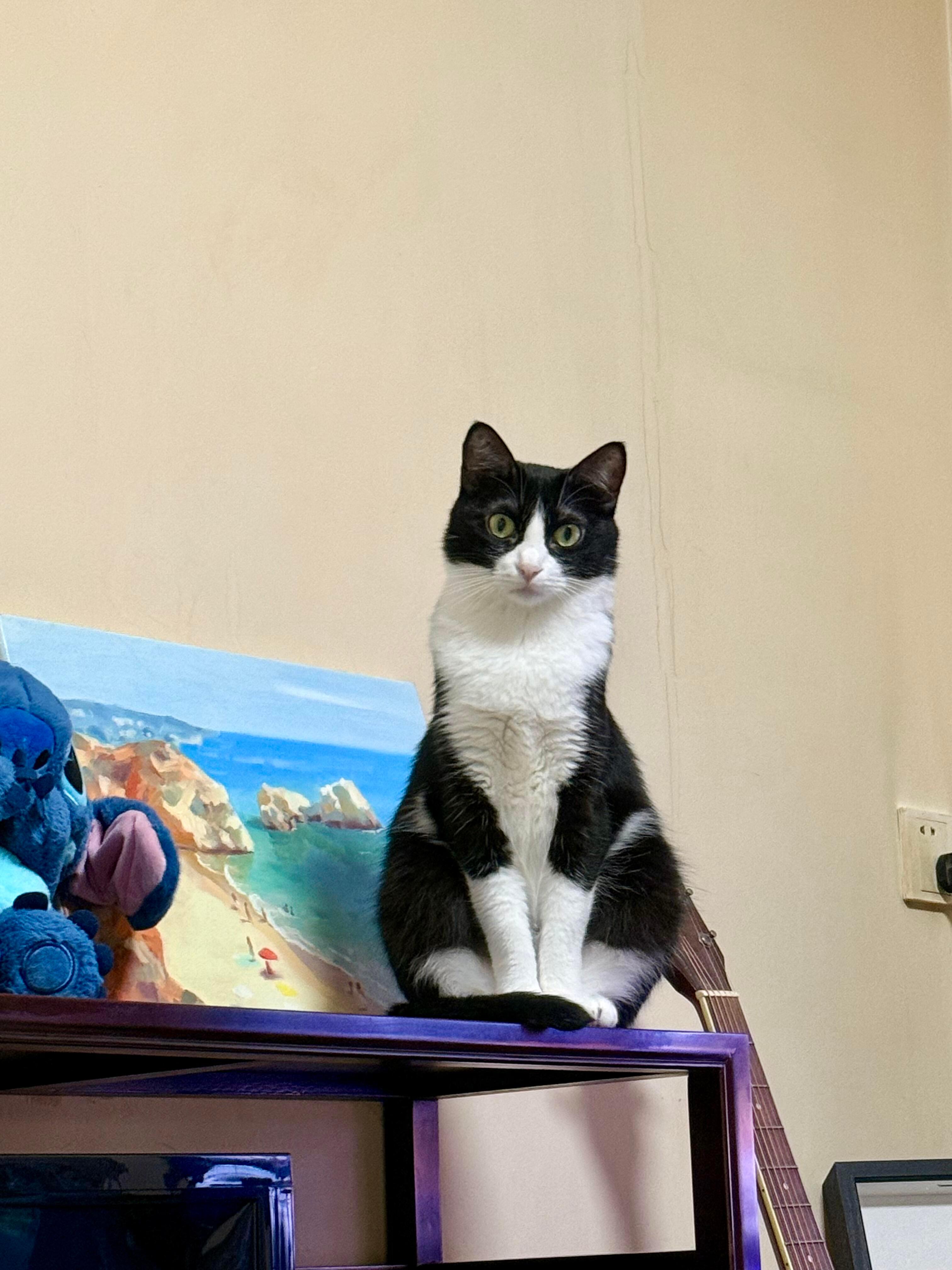 奶牛猫花瓶时候 