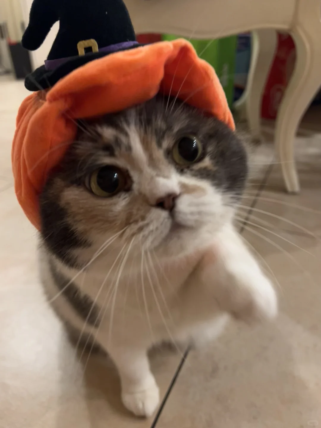 谁家小猫脸那么大呀💓