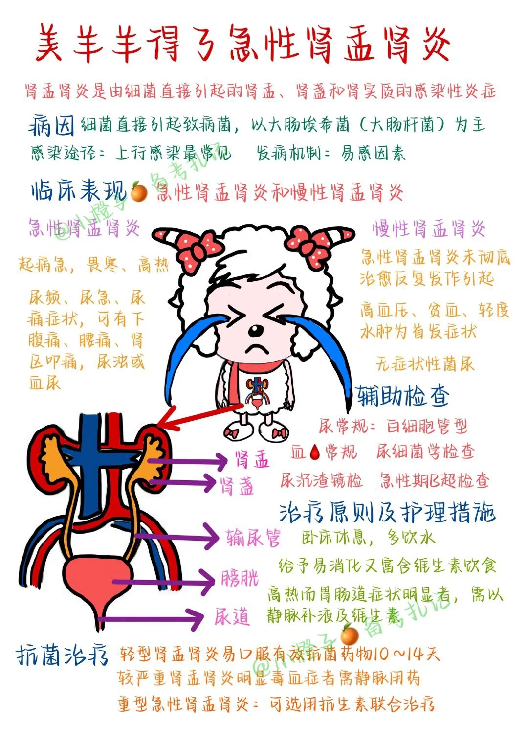 📖护师笔记｜内科护理学｜尿路感染2⃣️