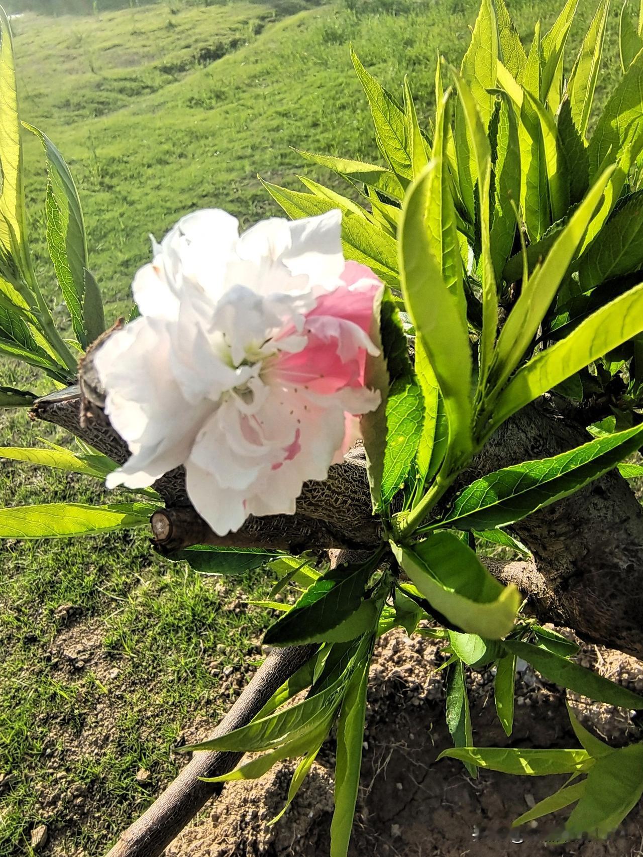 躲掉初一躲十五
躲到火化变成土
美国总统特朗普
不按套路样样赌
赌赢赌输都做主