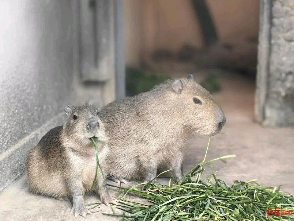 现在一些人痴迷网购活体宠物，结果问题频出。有男子花8.2万元网购成年活体“卡皮巴