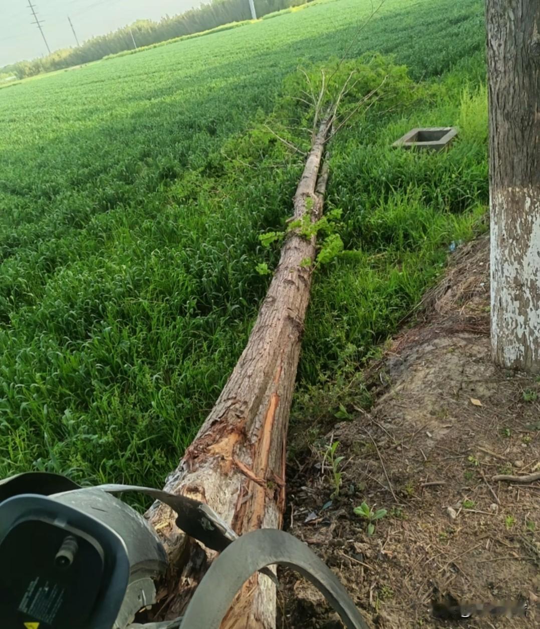 我说这颗树，你能不能争口气呀。毕竟你有这么粗，有这么长的参天大树。一个小海豚居然