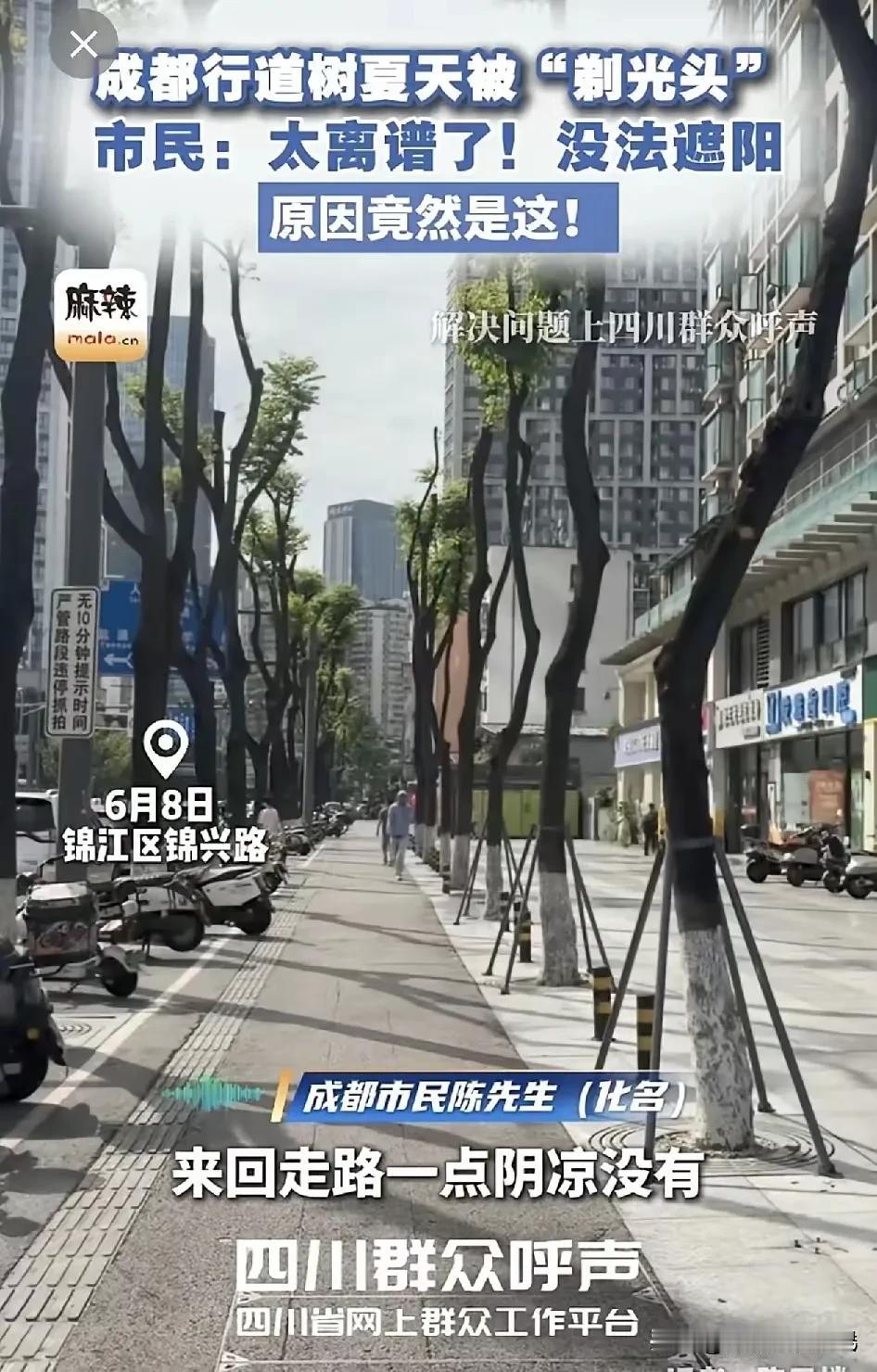 成都这条街上热搜了，原因是大夏天的，整条街两侧的树都被砍去树枝只剩下光杆杆！
