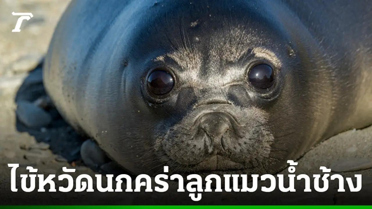 1.3万只海豹幼崽惨死，死亡率高达97%，禽流感杀入亚南极，澳大利亚最后防线告急