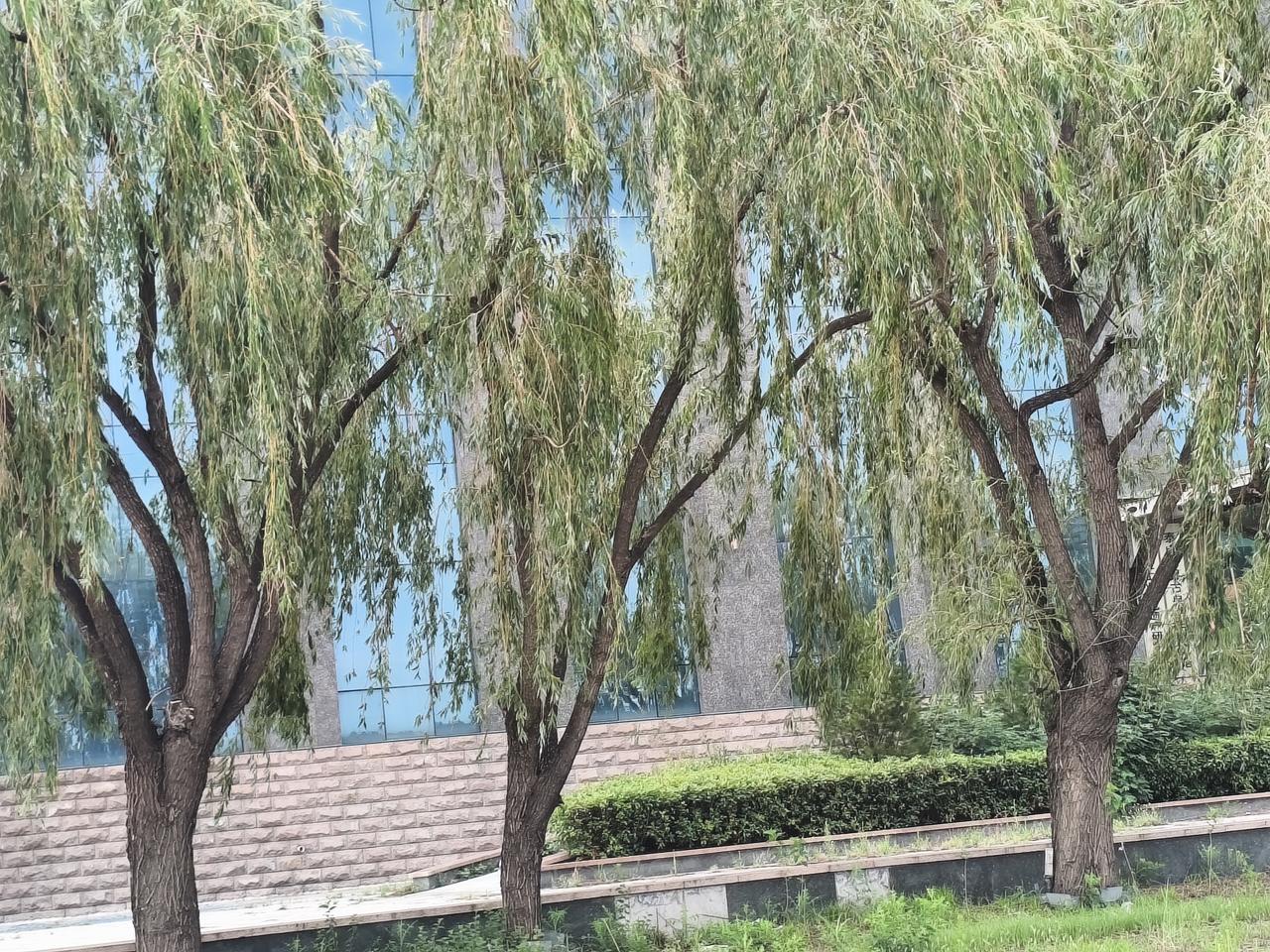 谢谢邀请！
我对上联：冬雪抚银川，
头条下联：夏风抚绿柳。
头条首发