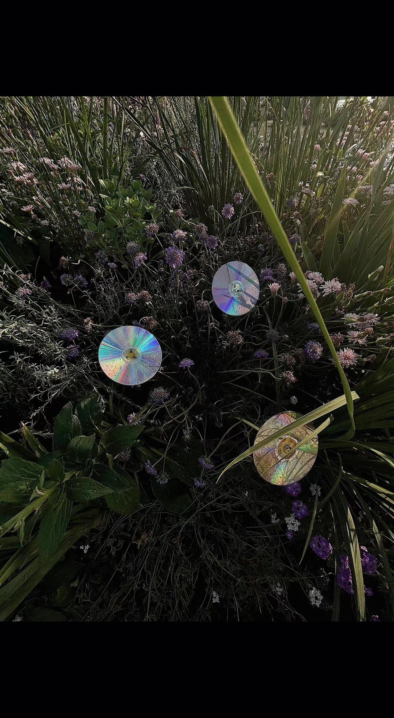 ✨阳光把旧CD种成了花💿，每道裂痕都在草丛里眨着彩虹眼🌈。时光会老，浪漫却能