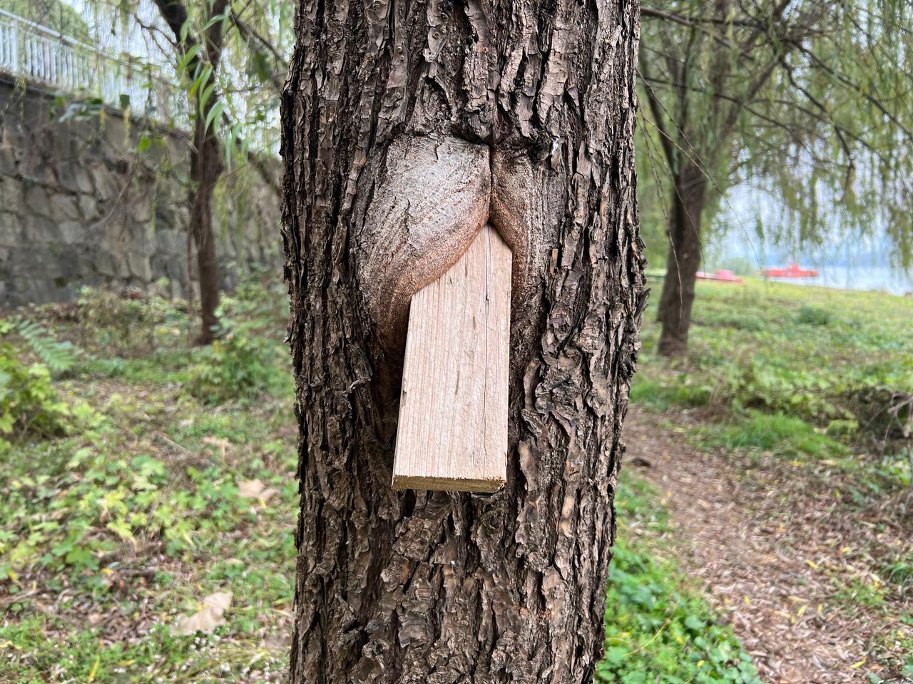 图一树身上长着的奇怪木块哪来的？是有人恶作剧硬塞进去的？思来想去，又现场查探一番