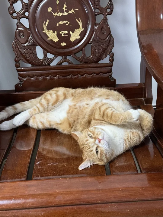 敦煌壁画·小猫