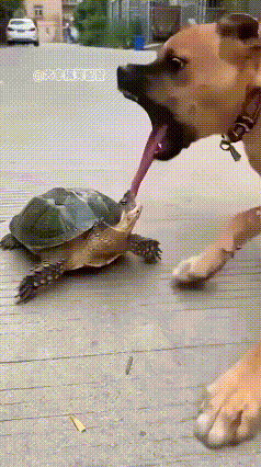 舔狗，
舔错了对象，
真实下场！
[我想静静][捂脸][我想静静][捂脸][我想