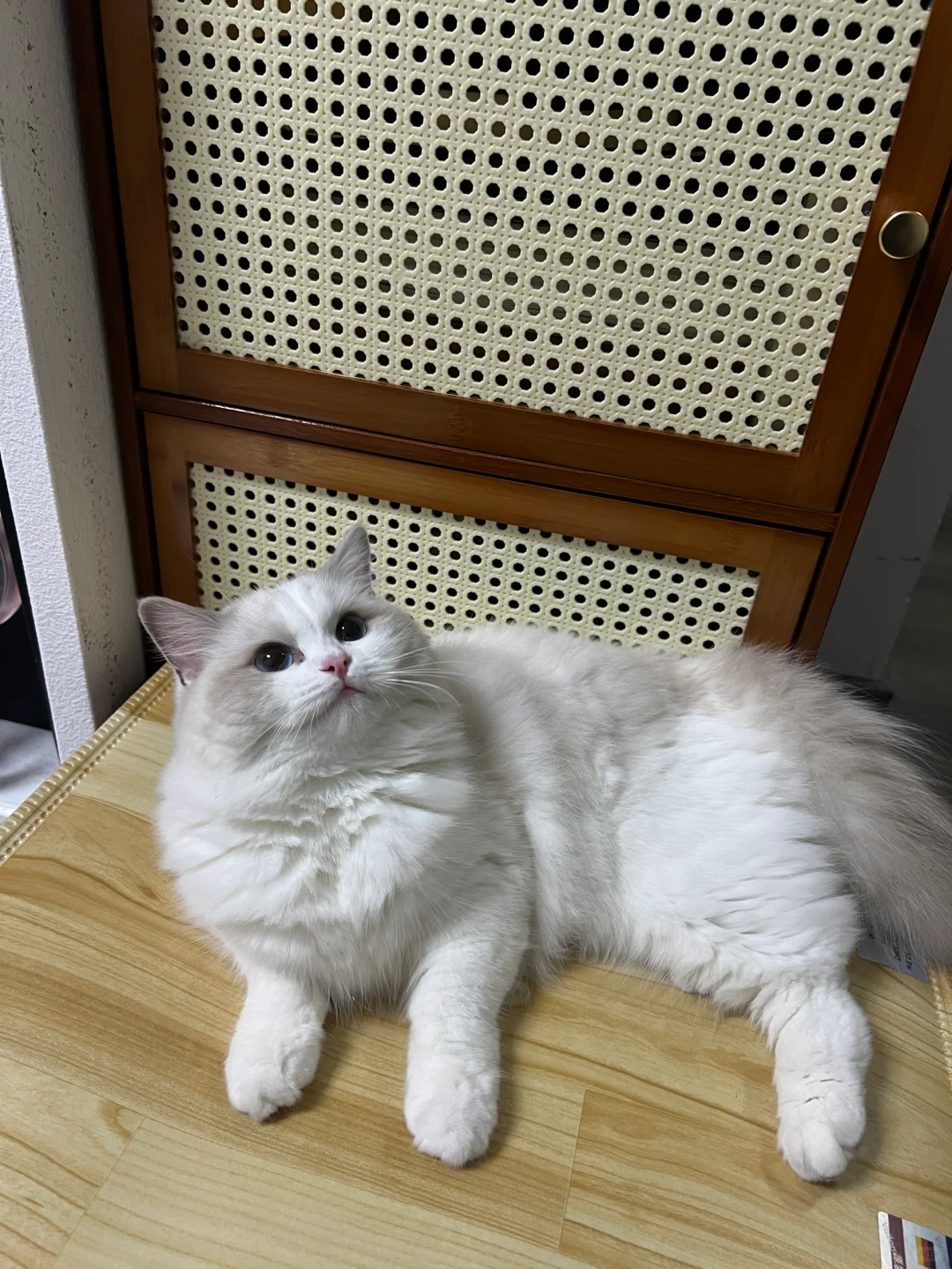 这个冬天我的猫趴在上面不下来了