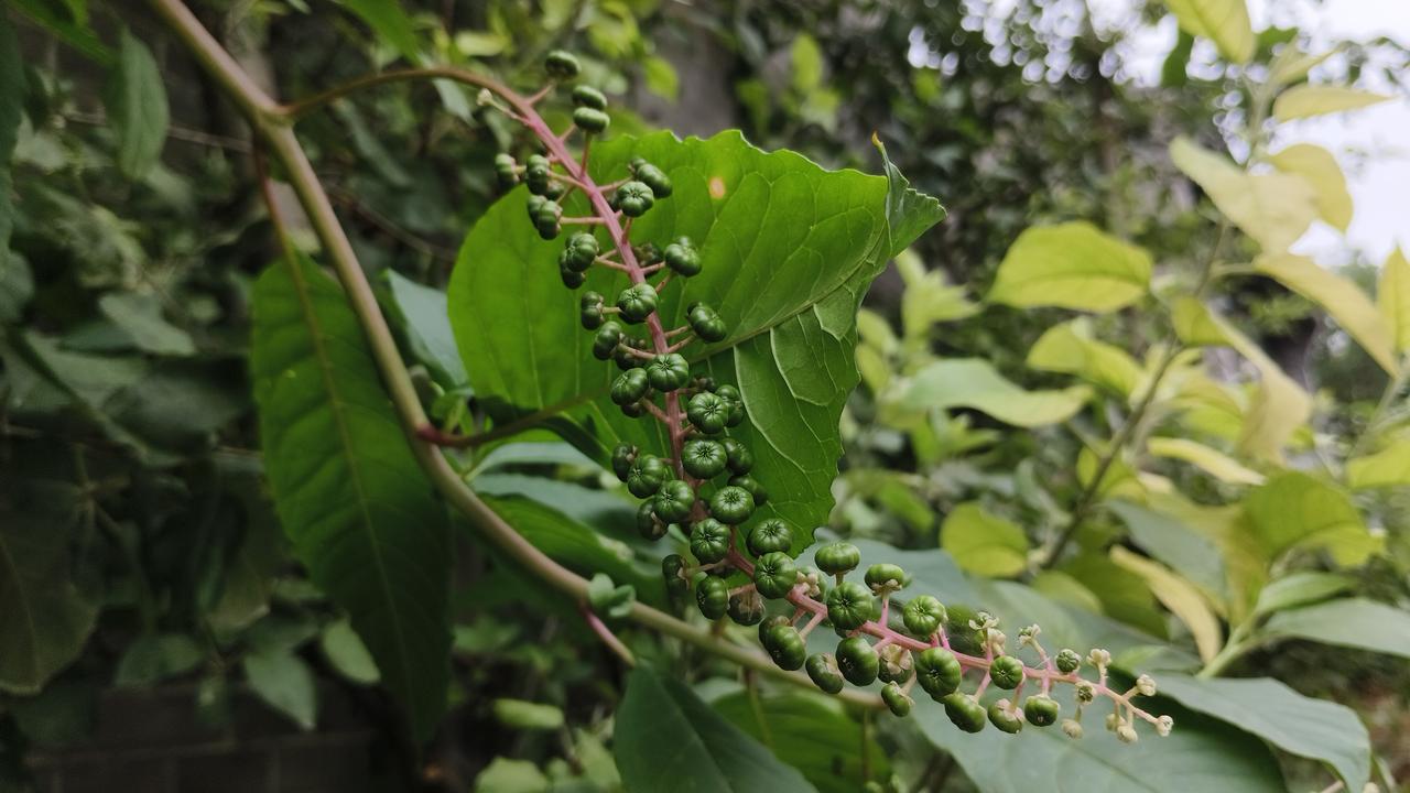 在聊城的街巷或公园角落，常能遇见几种植物悄悄“出镜”——垂序商陆和北美海棠就是其