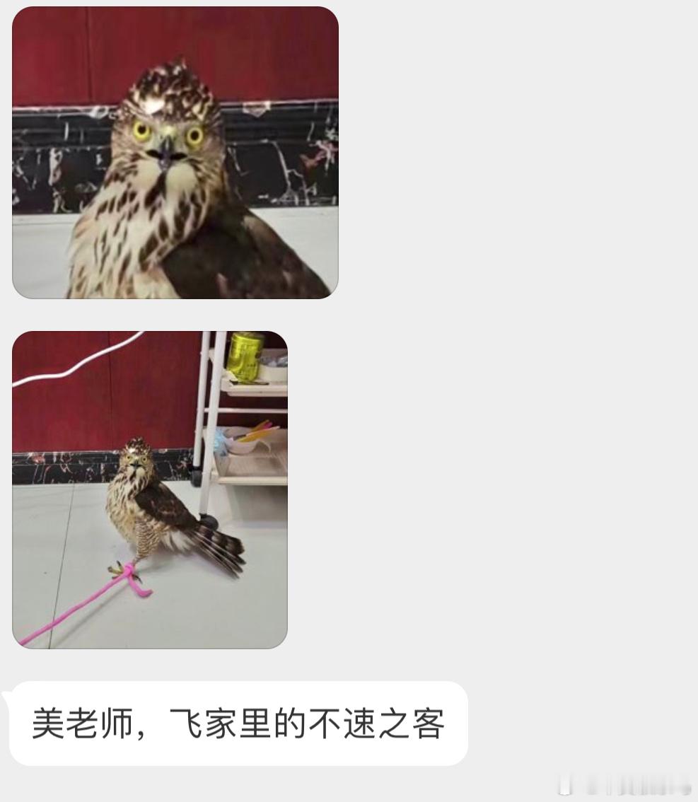 一脸懵逼的【凤头鹰】猛禽是保护鸟类奥，注意安全的情况下给它解开绳子然后放走 ​​