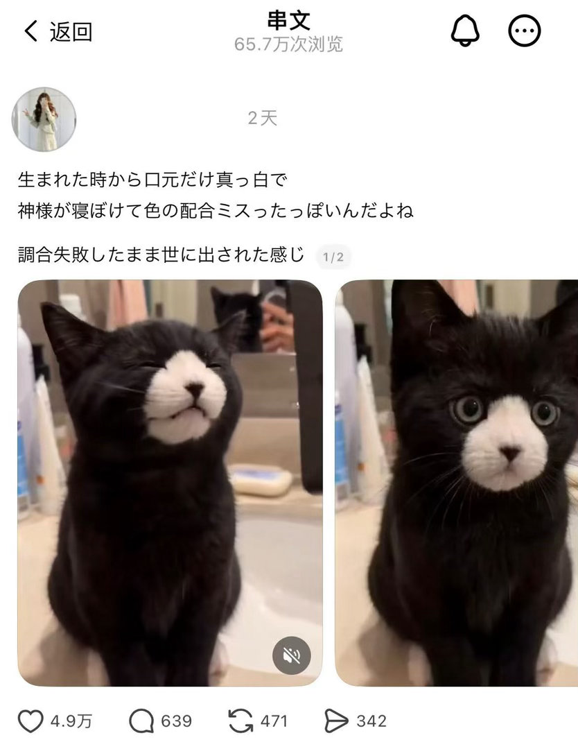 竟有如此可爱之小猫咪 