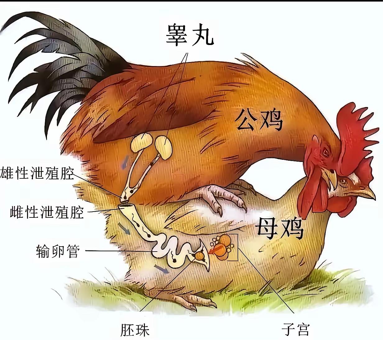 这年头做鸡是真的难！
但别只当玩笑看，这背后藏着工业化生产对生命的“功利性筛选”