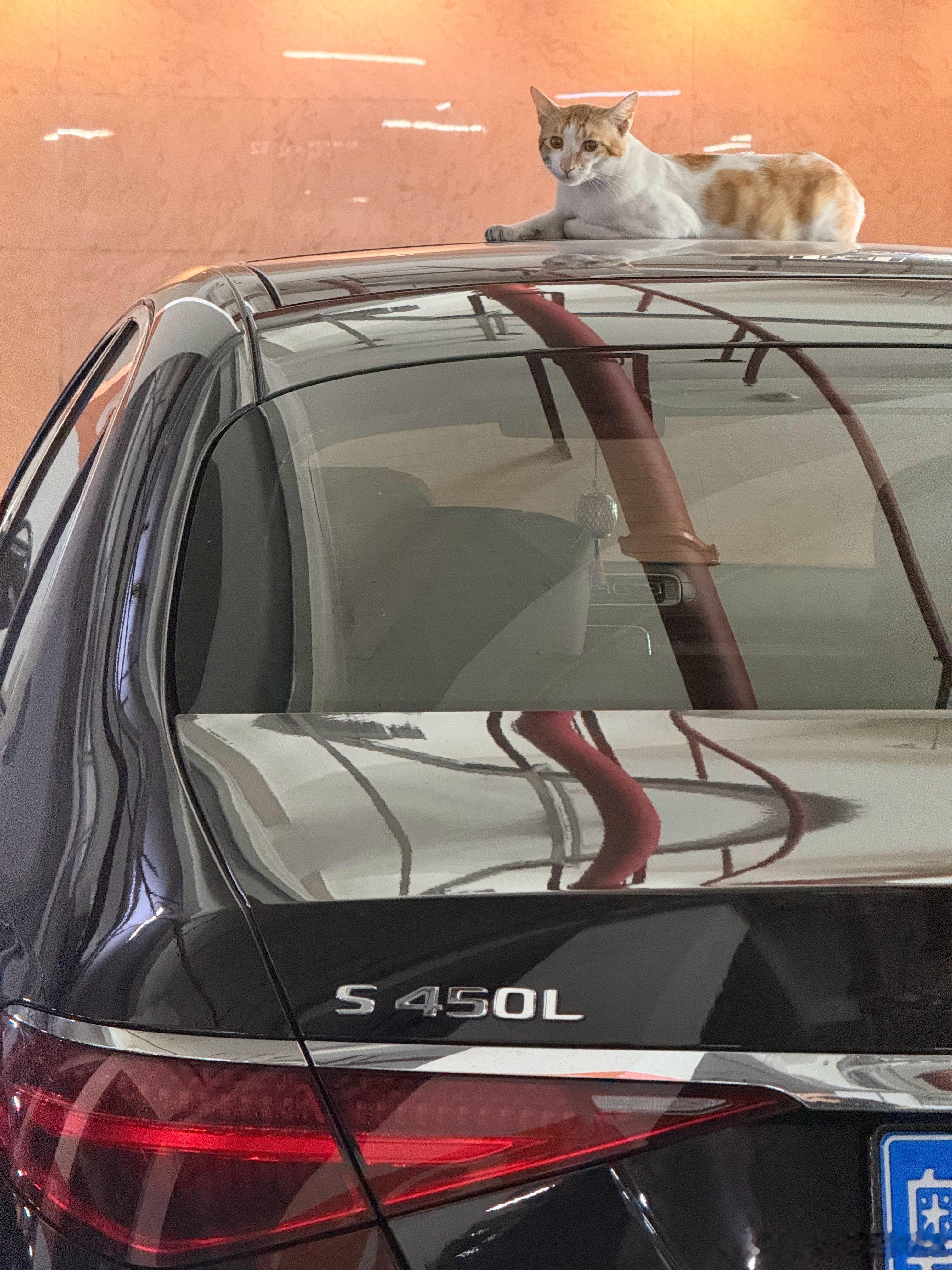 🐈 你很会挑啊大v聊车