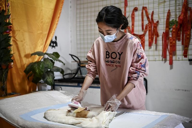 宠物离世，处理方式因人而异。我知道有主人会为宠物“厚葬”。像上海有户人家为相伴9