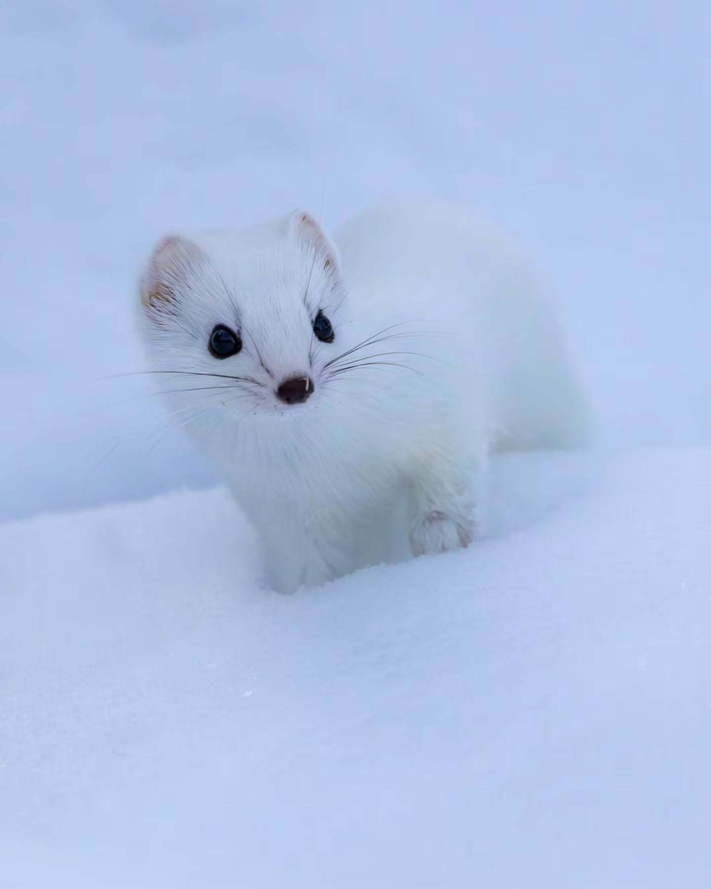白鼬 永远的雪地C位小精灵~【ins：jarmo.manninen】 