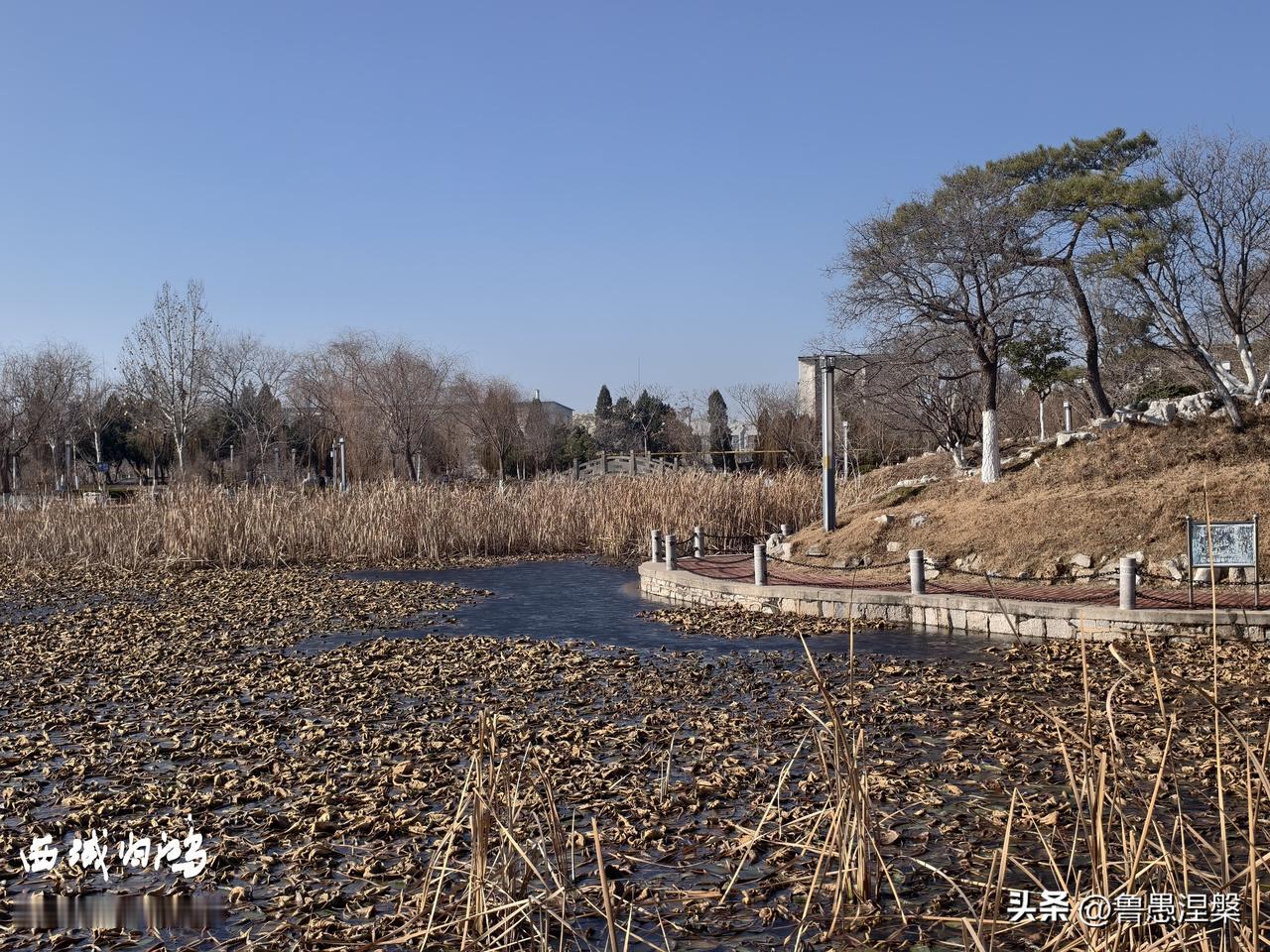 冬天的湿地公园总给人一种别样的韵味，安静中透着一点苍凉。