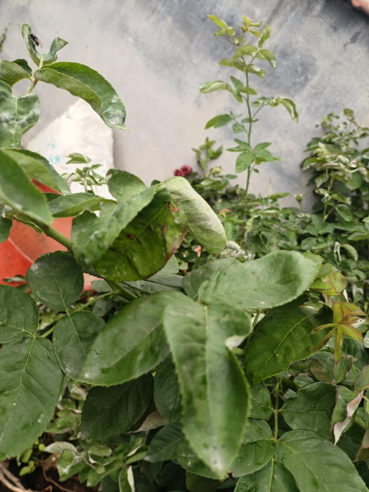 形意拳槐虫步，
后脚蹬前脚踩，
为啥这样走？
你前手拿盾牌，后手拿刀，
再这样走