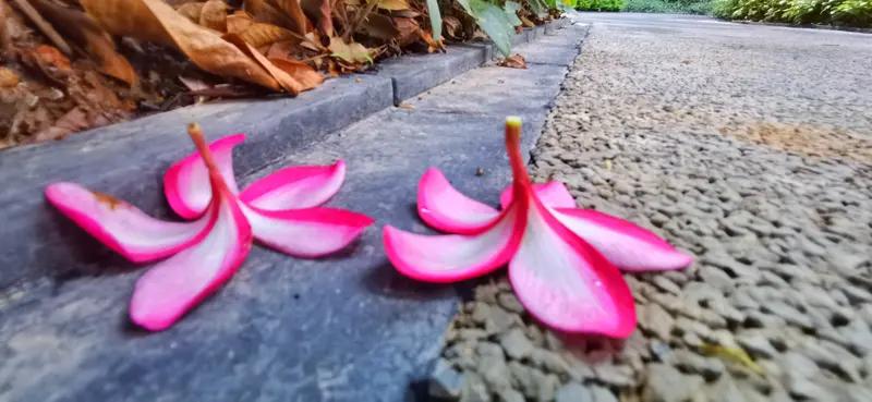 “花落并非风之无情，实乃花之宿命”，此言着实令人感慨。恰似秋天的落花，怀揣着离愁